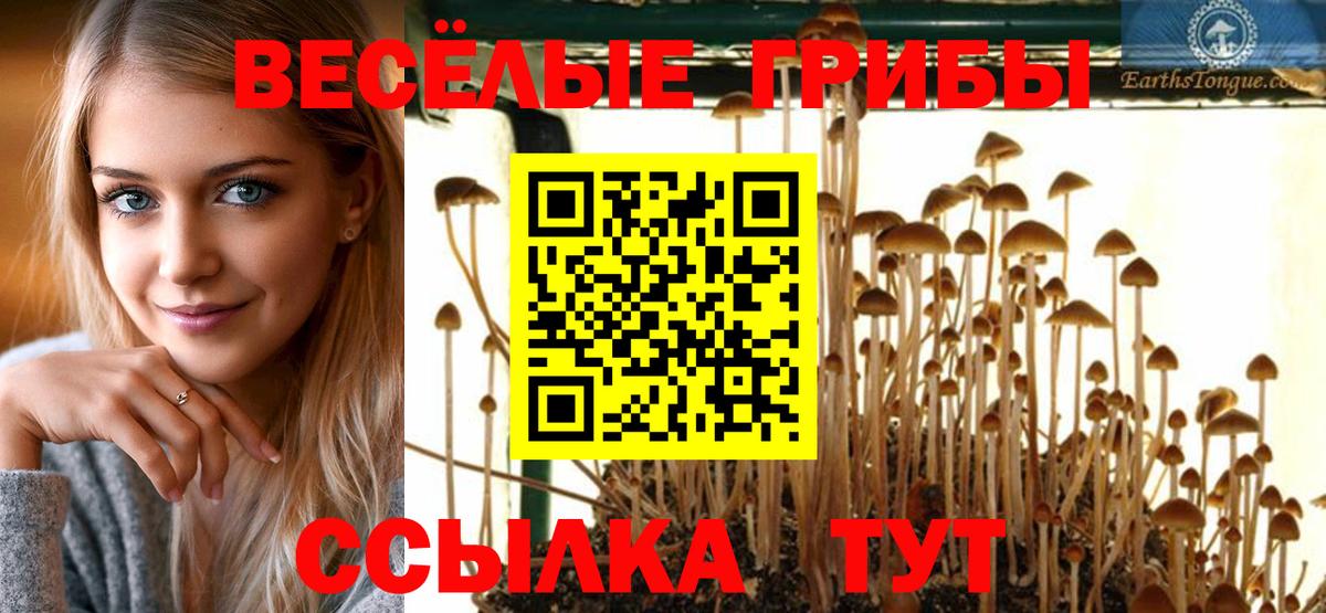 Галлюциногенные грибы Psilocybine cubensis  Псилоцибиновые грибы мицелий  Вход с VPN  Новокубанск 